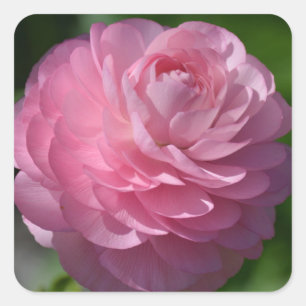 Pink ranunculus flower    square sticker