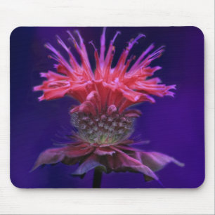 Pink Raspberry Wine Bee Balm Flower on Purple Mouse Mat