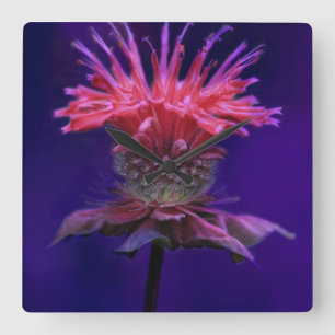 Pink Raspberry Wine Bee Balm Flower on Purple Square Wall Clock