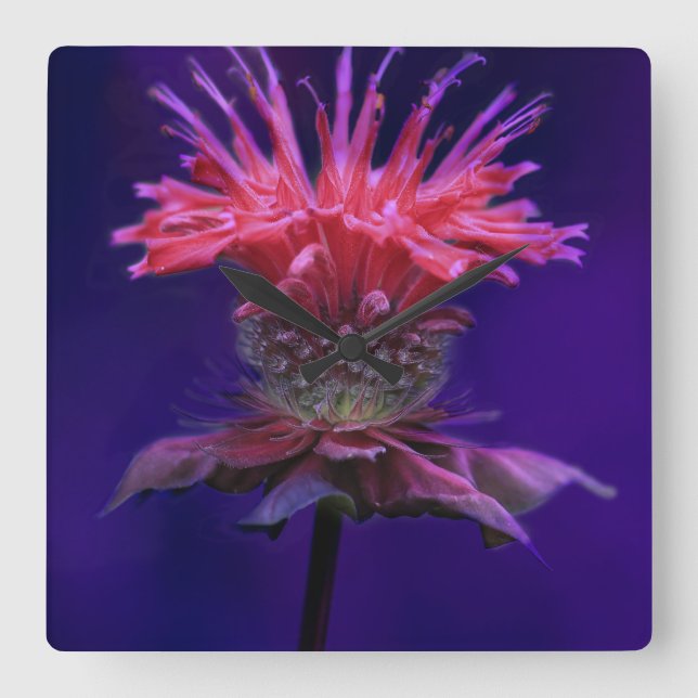 Pink Raspberry Wine Bee Balm Flower on Purple Square Wall Clock (Front)