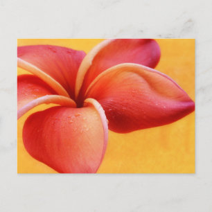 Pink Red Plumeria Flower Orange Background Postcard