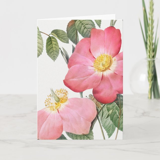 Pink Red Rose Pierre-Joseph Redoute Greeting Card (Front)
