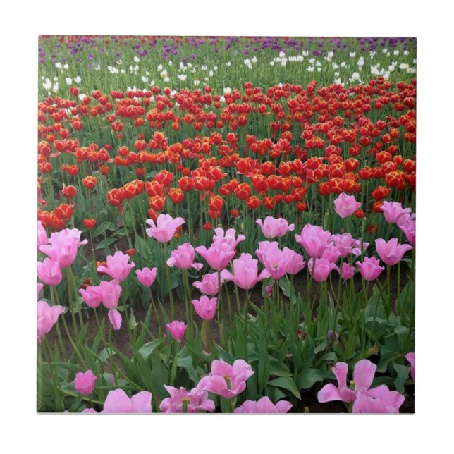 Pink & Red Tulip Field, Oregon Tile (Front)