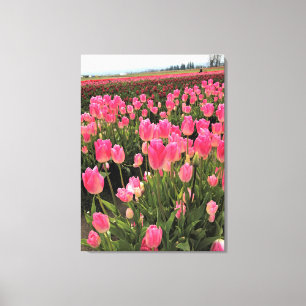 Pink & Red Tulips in a Field, Oregon Canvas Print