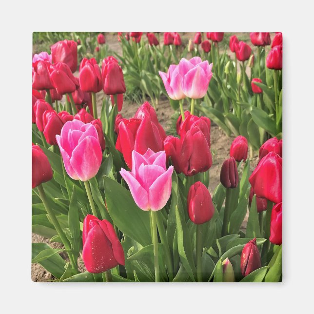 Pink & Red Tulips Magnet (Front)