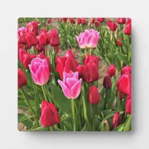 Pink & Red Tulips Plaque