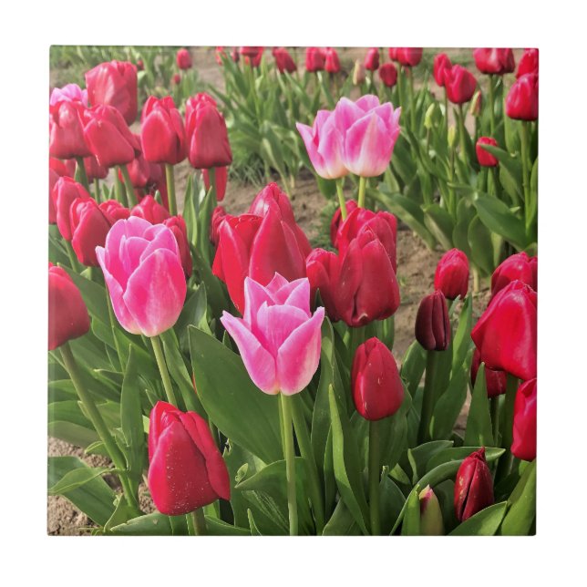 Pink & Red Tulips Tile (Front)