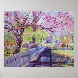 Pink Redbud Blossoms At Williamsburg Virginia Poster