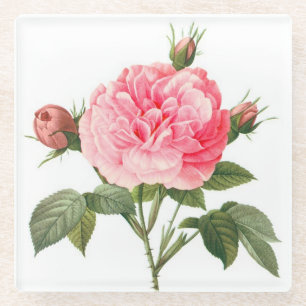 Pink Redoute Rose Flowers Glass Coaster