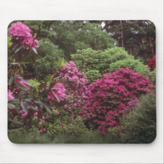 Pink Rhododendroms, Brickhill Woods flowers Mouse Mat