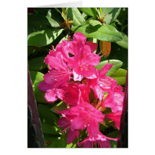 pink rhododendron