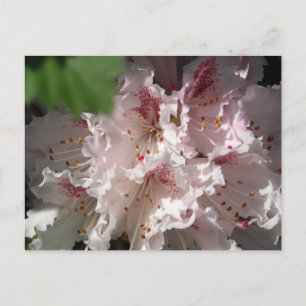Pink Rhododendron 2 Postcard
