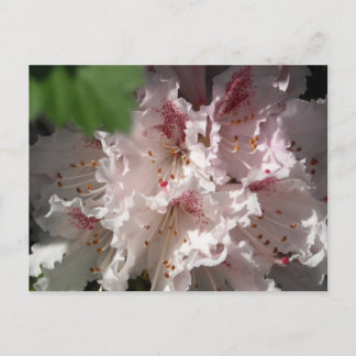 Pink Rhododendron 2 Postcard