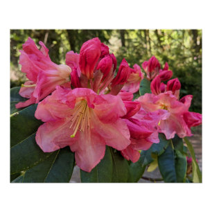Pink Rhododendron Blooms Floral Poster