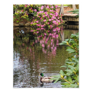 Pink Rhododendron Blooms Water Reflection Photo Print
