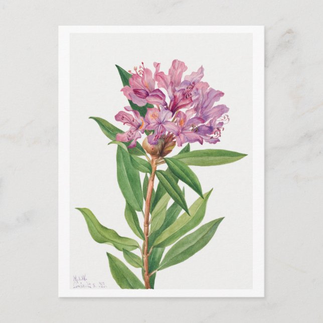 Pink Rhododendron Botanical Illustration Postcard (Front)