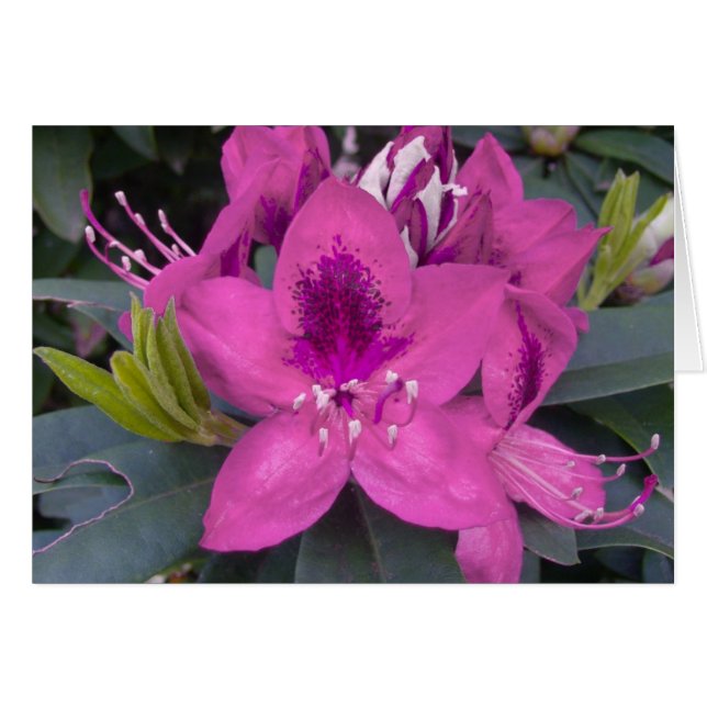 Pink Rhododendron Card (Front Horizontal)
