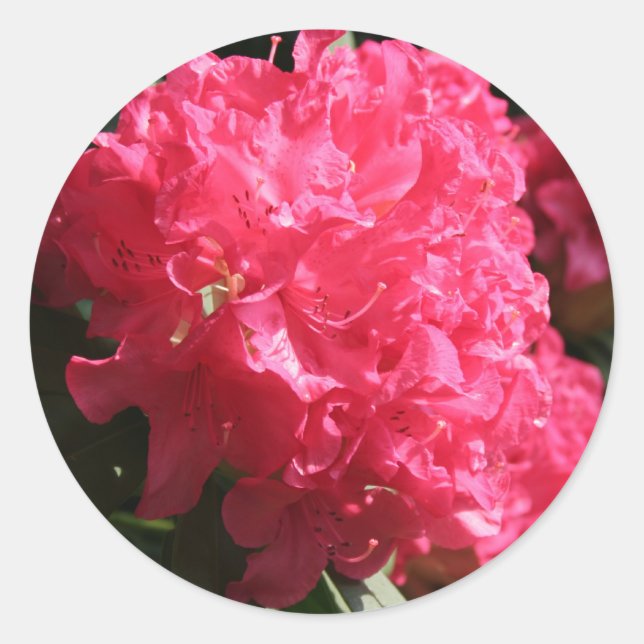 Pink Rhododendron Classic Round Sticker (Front)