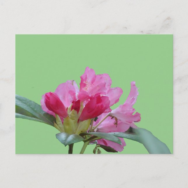 Pink Rhododendron Close Up Cust. BG  DIY Postcard (Front)