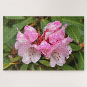 Pink Rhododendron, Dandenong Ranges, Australia Jigsaw Puzzle