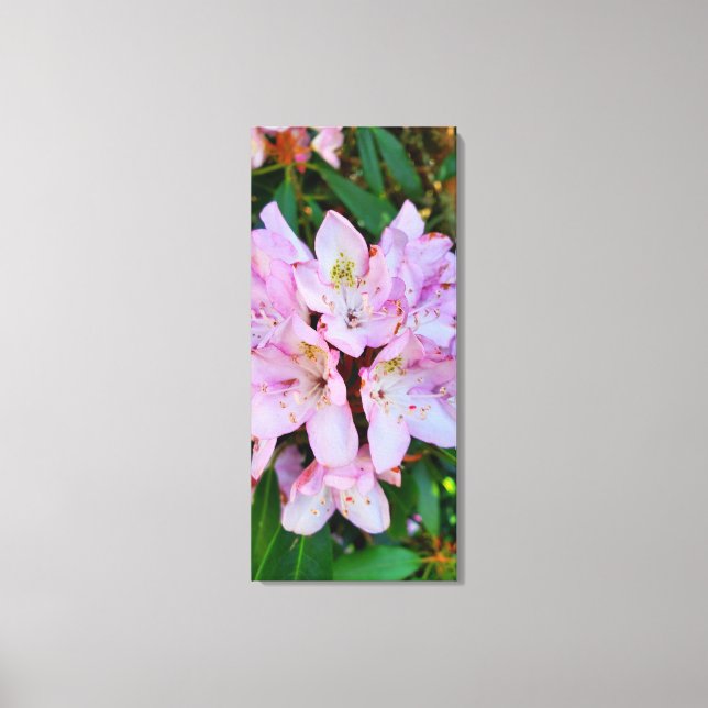 Pink Rhododendron Flower Canvas Print (Front)