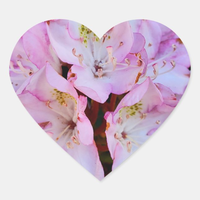 Pink Rhododendron Flower Heart Sticker (Front)