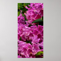 Pink Rhododendron Flowers
