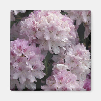 Pink Rhododendron Gifts Magnet