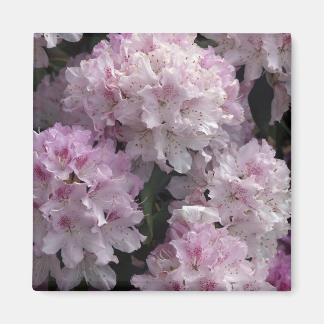 Pink Rhododendron Gifts Magnet (Front)