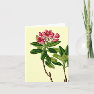 Pink rhododendron illustration card
