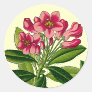 Pink rhododendron illustration classic round sticker