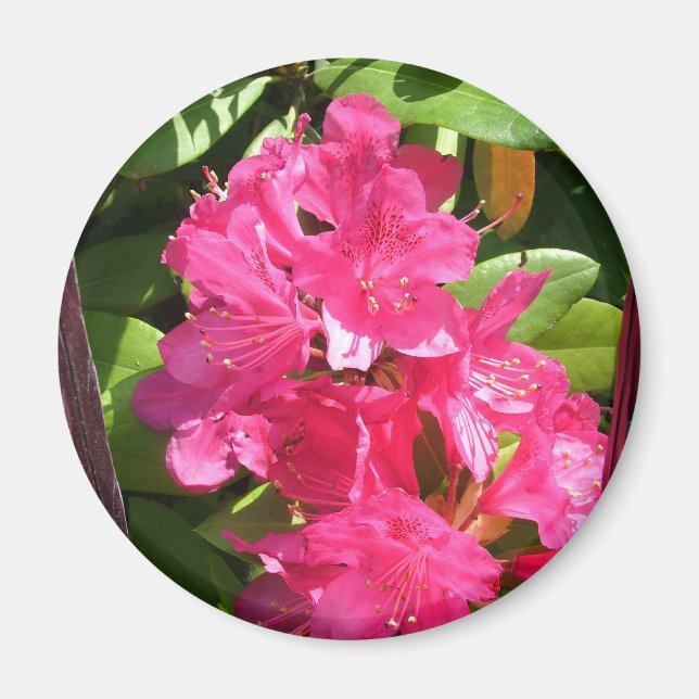 pink rhododendron magnet (Front)