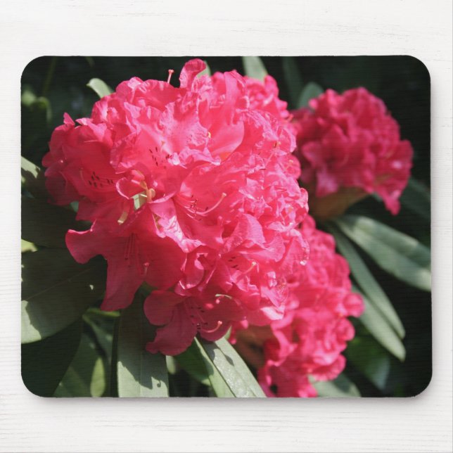 Pink Rhododendron Mouse Mat (Front)