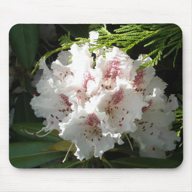 Pink Rhododendron Photo Mouse Mat (Front)