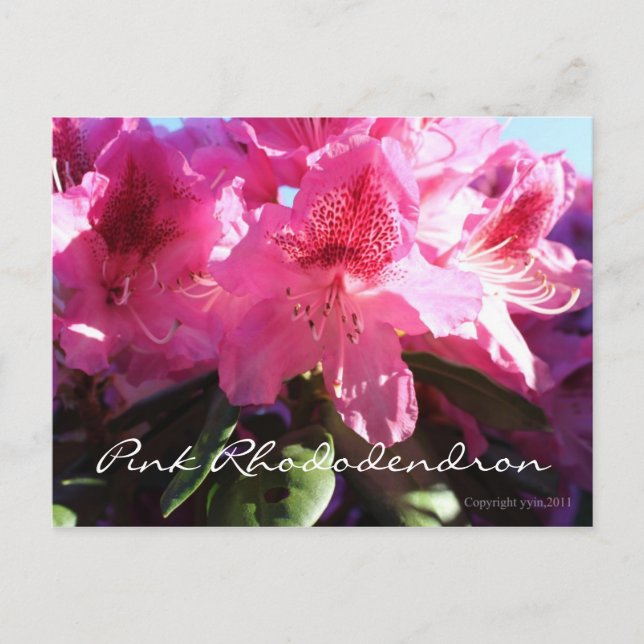 pink rhododendron postcard (Front)