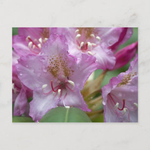 Pink Rhododendron Postcard