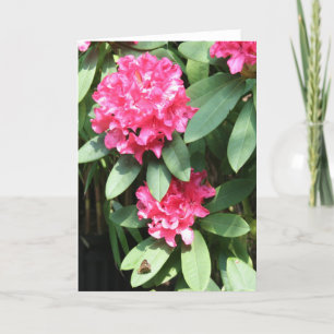 Pink Rhododendron with a small Butterfly Greeting Card