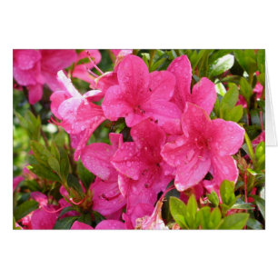 Pink Rhododendrons