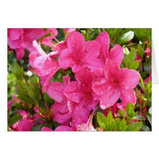 Pink Rhododendrons