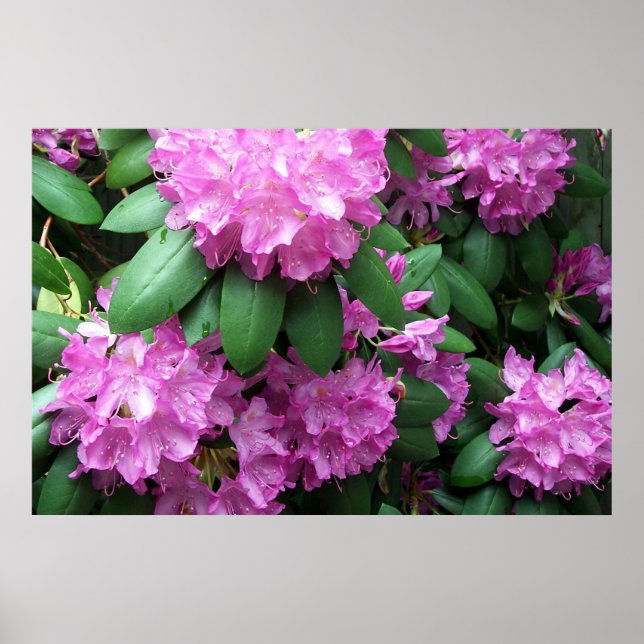 Pink Rhododendrons Poster (Front)
