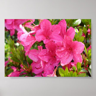 Pink Rhododendrons Poster