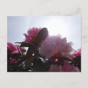 Pink Rhododendrons with Sunlight DIY Postcard