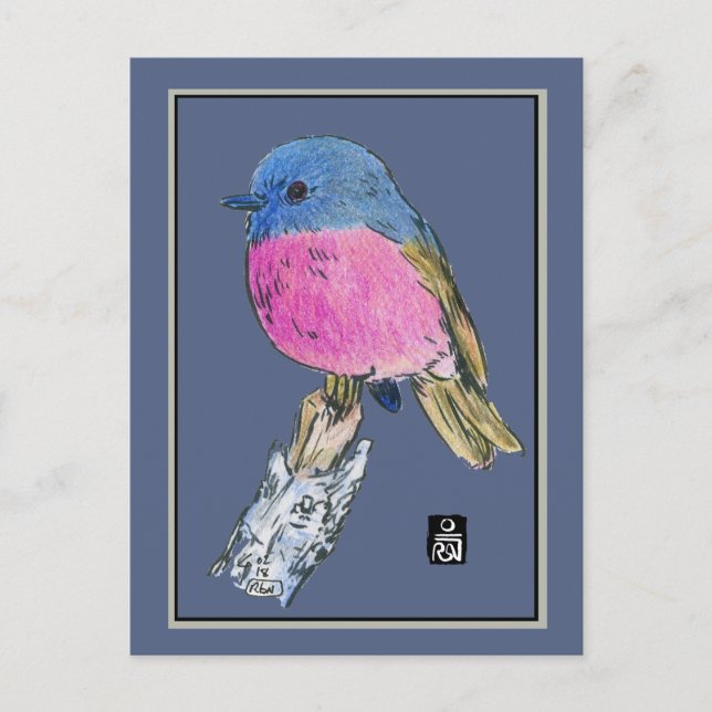 Pink Robin Colourful Small Bird Postcard (Front)