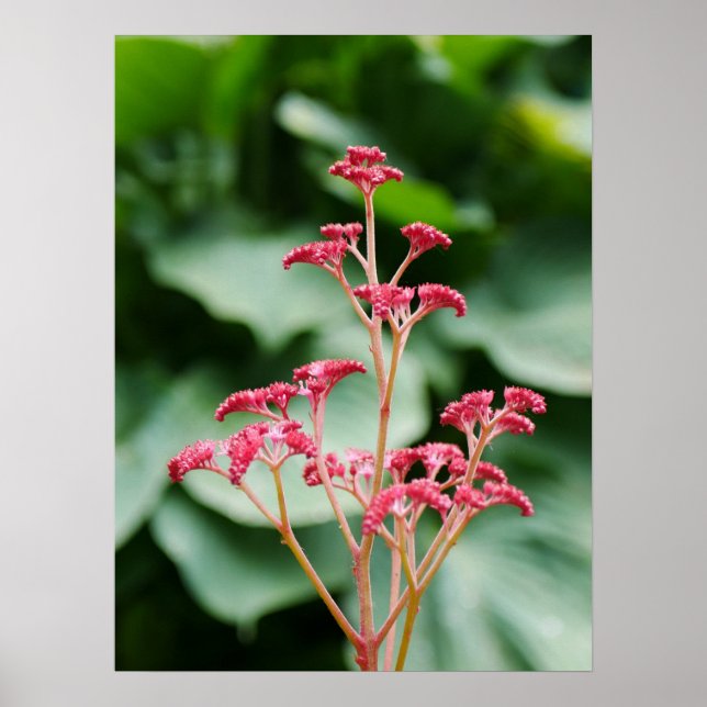 Pink Rodgersia Flower Poster (Front)