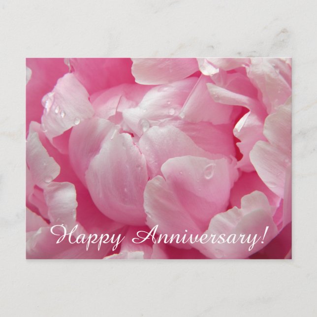Pink romance blooming peony flower with dew drops postcard (Front)