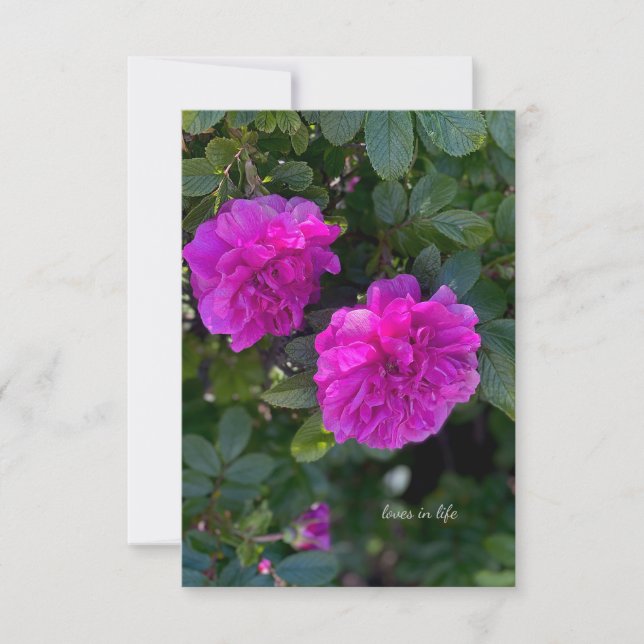 Pink Rosa Rugosa Card (Front)