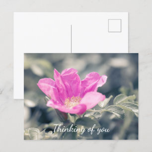 Pink Rosa Rugosa Thinking Of You Postcard