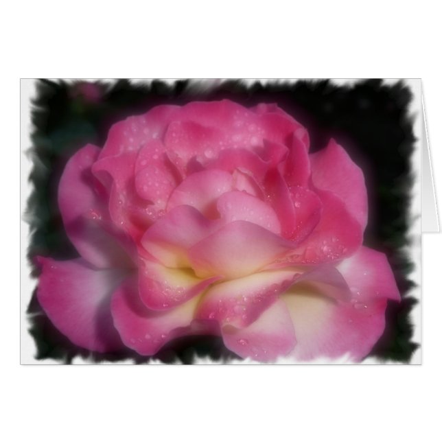Pink Rose (Front Horizontal)