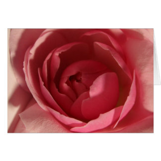 Pink Rose