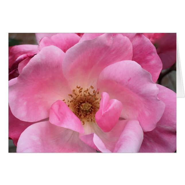 Pink Rose (Front Horizontal)